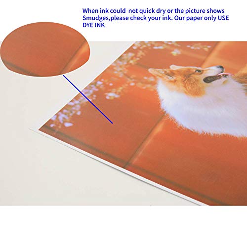  Koala Glossy Thin Inkjet Paper 8.5x11 Inches 100 Sheets  Compatible with Inkjet Printer Use DYE INK 115gsm : Office Products